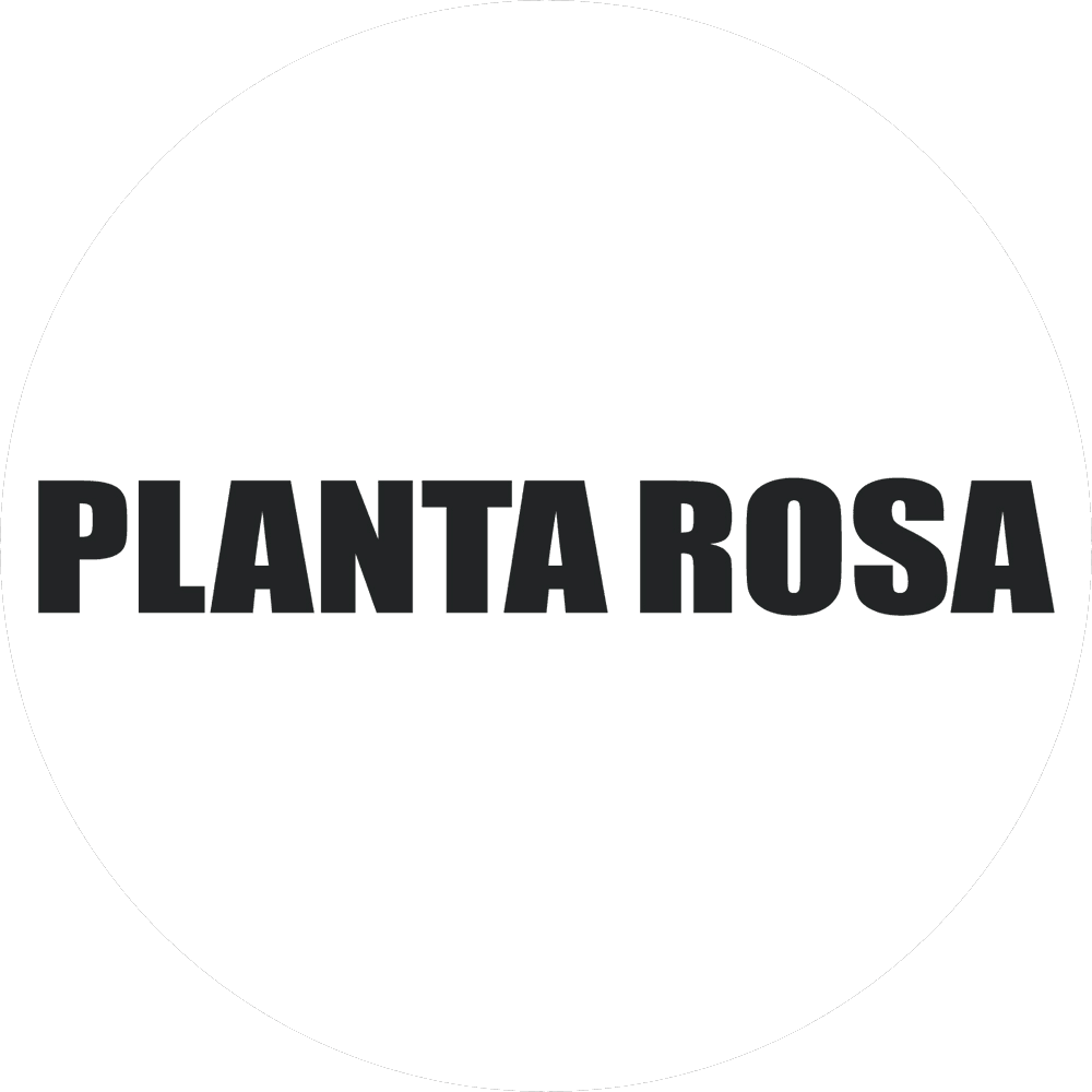Planta Rosa
